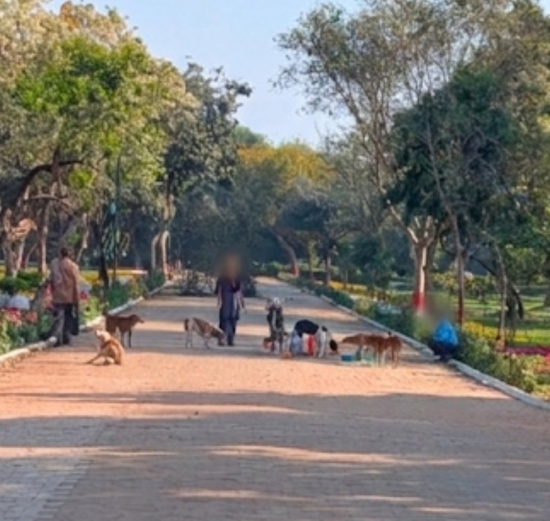 goeloverseas's tweet photo. #justasking feeding #straydogs is permitted that too in a recently beautifully horticultured &amp; designed Ashoka park, Ashok vihar #Delhi ? @official_dda @LtGovDelhi @MCD_Delhi #supremecourtofindia This feeding is on a daily basis between 8:00Am to 9:30AM near gym also. https://t.co/q7ejuGanCw