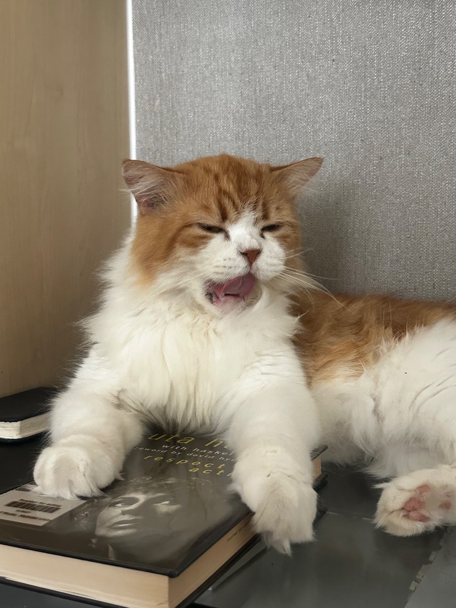 peterderiy tweet media