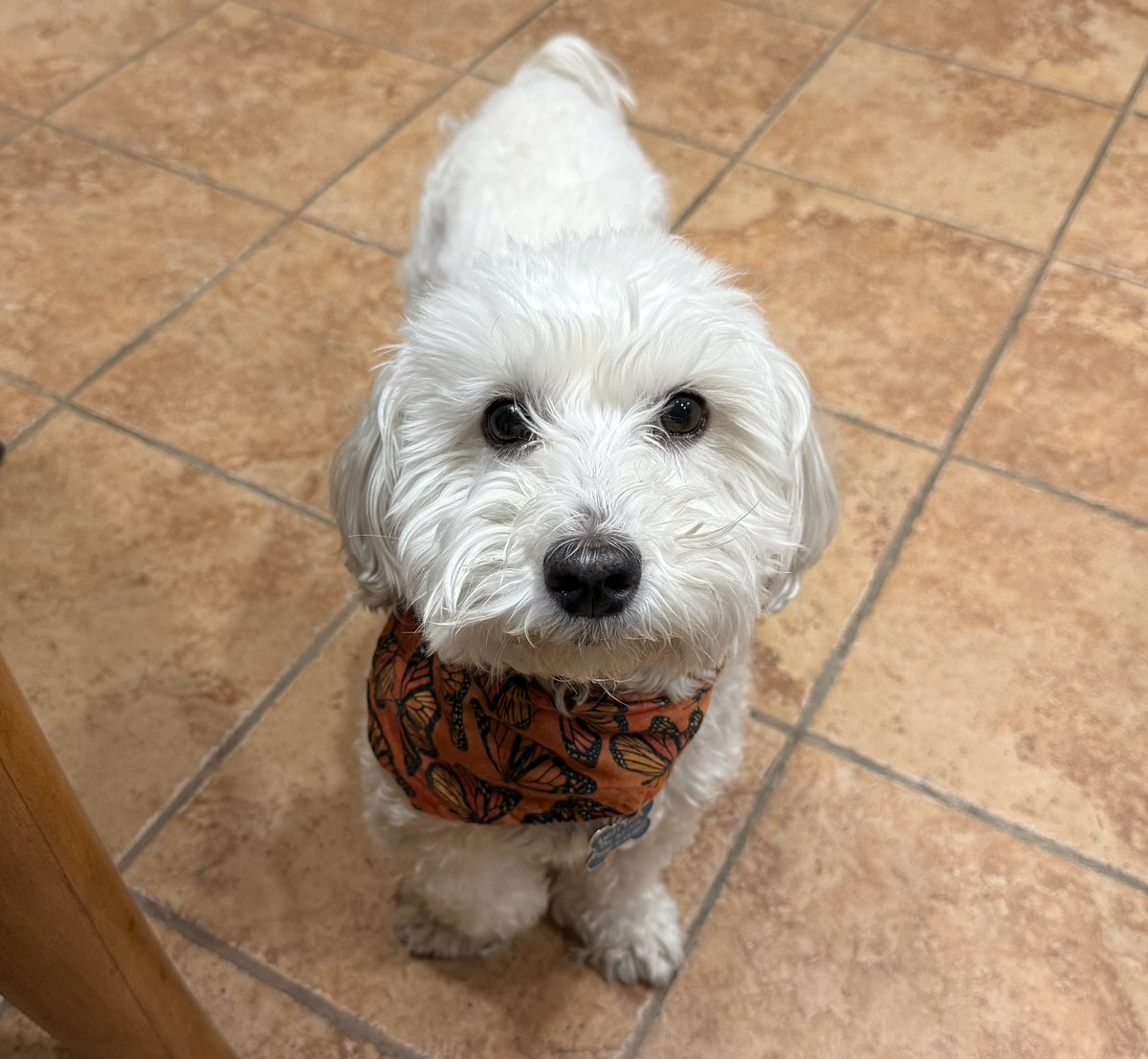 SirBailey2's tweet photo. Mommy, I’s 118% sure. Yous eating an tasty treat. While Daddy hims resting sick in the’s bed. An yous not sharing. I’s can helps take hims some 😇🐶🐾 #goodhelper #dogsofx #dogsoftwitter #adogslife #doggo #peys 💚 https://t.co/uVAh1Ww55e