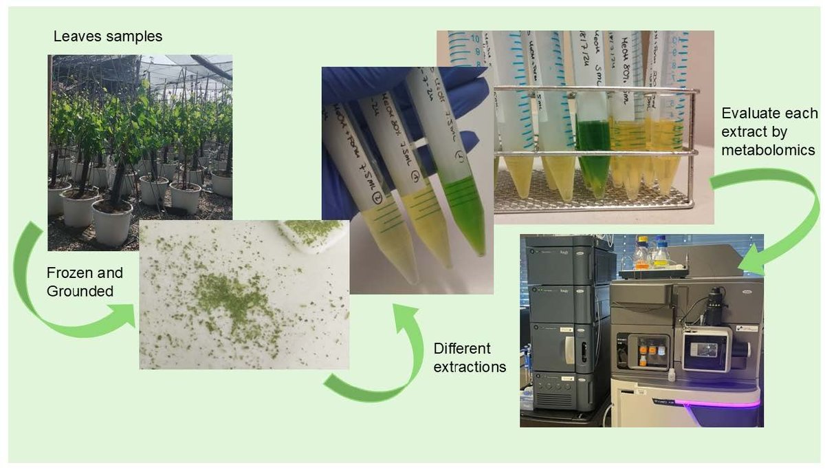 Plants_MDPI's tweet image. 🍇 Optimizing metabolite extraction in Vitis vinifera leaves.

A new study improves protocols for untargeted metabolomics and metabolite recovery.

🔗 Read more: brnw.ch/21x0sZy

#Metabolomics #PlantScience #Viticulture