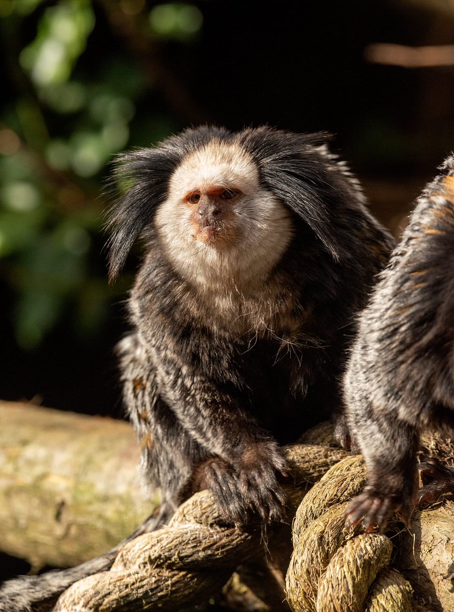 Monkey Haven🐵 tweet media