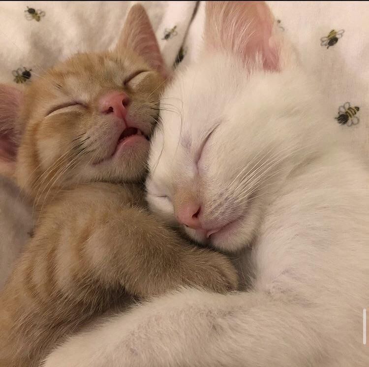 cats.jpg (@catsdotjpg) on Twitter photo 