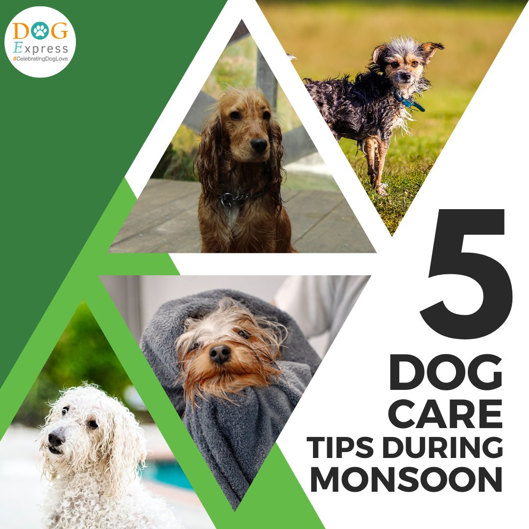 Dog_express's tweet image. Dog Care tips During Monsoon🐾👇

dogexpress.in/keep-pet-dog-h…

#Dogexpress #Doglovers #Dogowners #lovemydog #doglove #doglife🐾 #DogCare #PetCareTips #MonsoonPetCare #DogHealthTips #HealthyDogs #PetDogCare #DogCareTips #DogHealth #PetSafety #DogWellness #DogGrooming #DogsOfInstagram