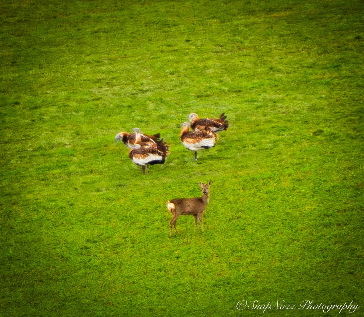 Great Bustard Group tweet media