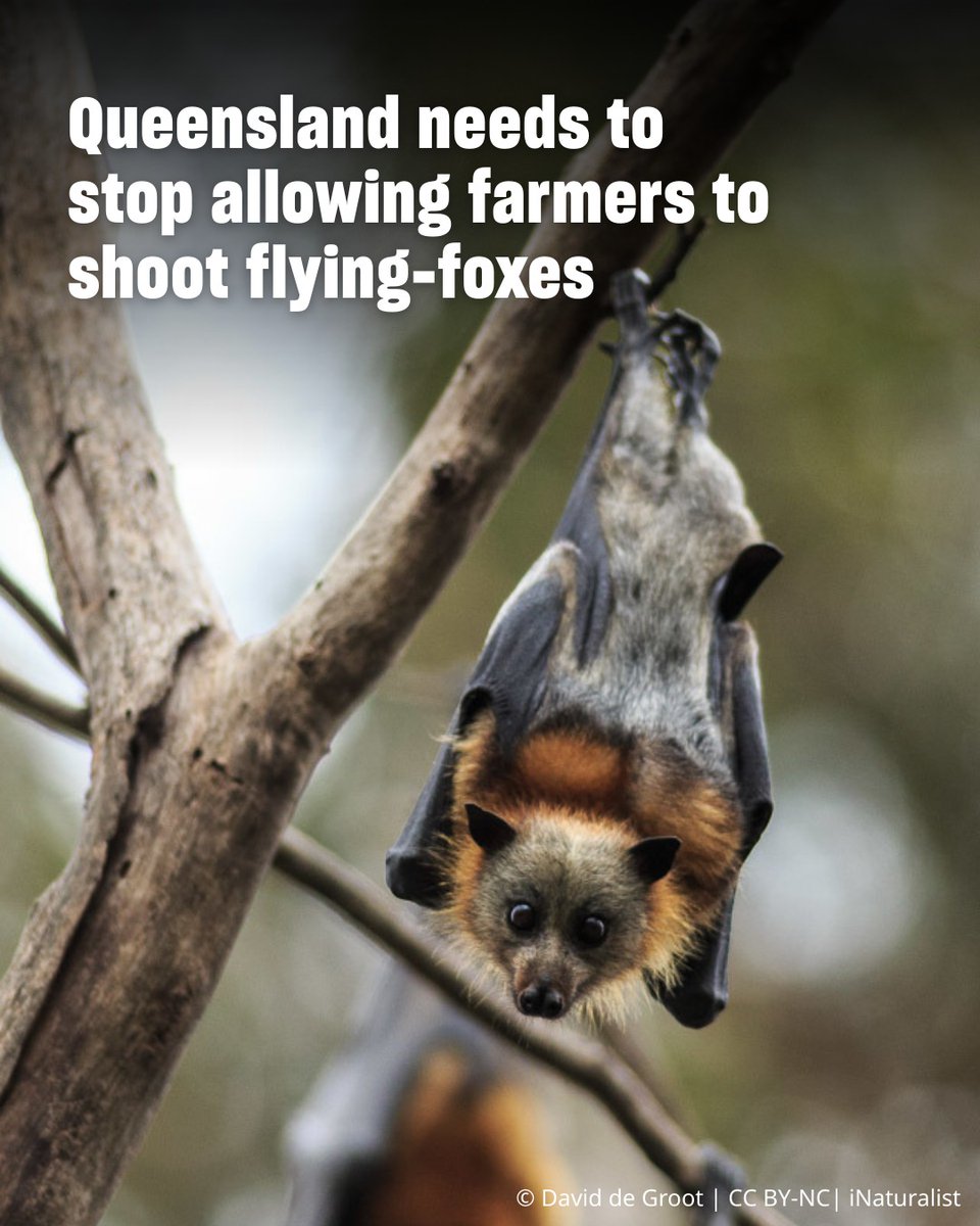 Friends of Bats and Habitat Gippsland tweet media
