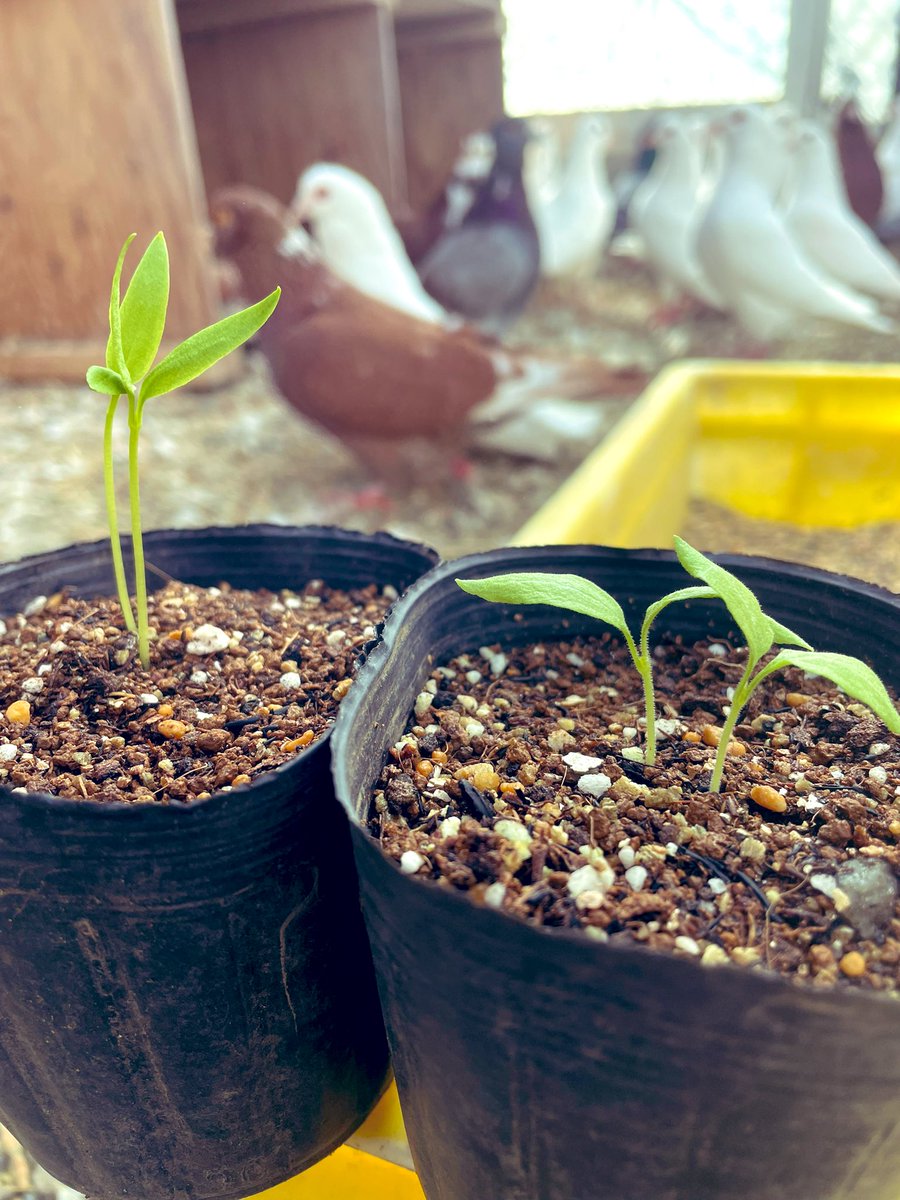 ProjectPigeon7's tweet photo. pigeon farm 第2拠点　夏野菜
なす、とうがらしがやっと発芽🕊️
畑の方も少しずつ準備開始！ https://t.co/CcMT5EA4rN