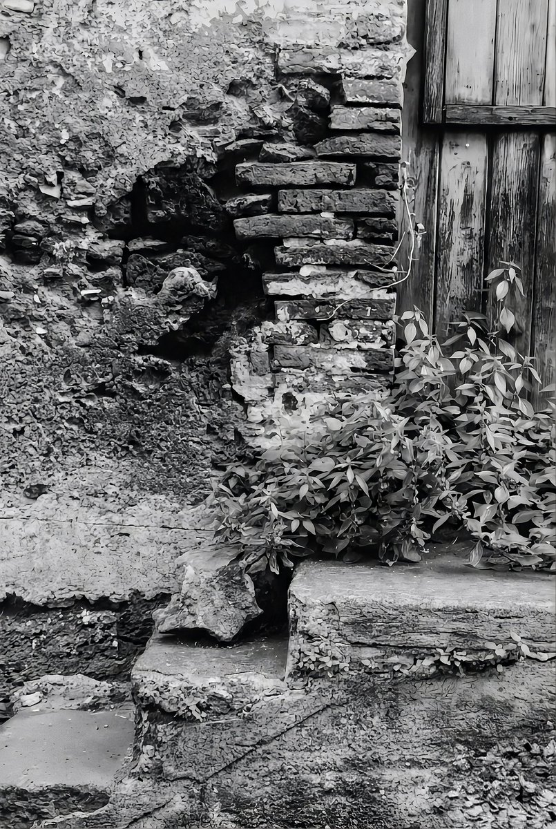 alfredo45897708's tweet photo. "Time carves deep scars into the walls… yet life stubbornly finds a crack to grow through. 🌿🧱
#decay #texture #blackandwhite #bnw #wabisabi #abandonedbeauty #urbanexploration #ruins #italyhidden #analogvibes #streetphotography #decadent #timestories #oldwalls #resilience" https://t.co/ZUHbUWKLTJ