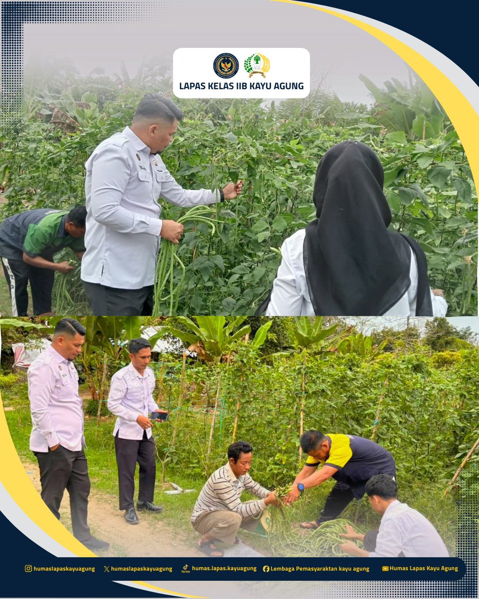 lapaskayuagung's tweet photo. Lapas Kelas IIB Kayu Agung mendukung program ketahanan pangan serta 15 Program Aksi Kemenimipas melalui kegiatan pembinaan kemandirian di Lahan Sarana Asimilasi dan Edukasi (SAE). Pada Kamis (05/03), warga binaan memanen hasil pertanian berupa 70 kg kacang panjang dan 30 kg ubi. https://t.co/MfajNApmpb