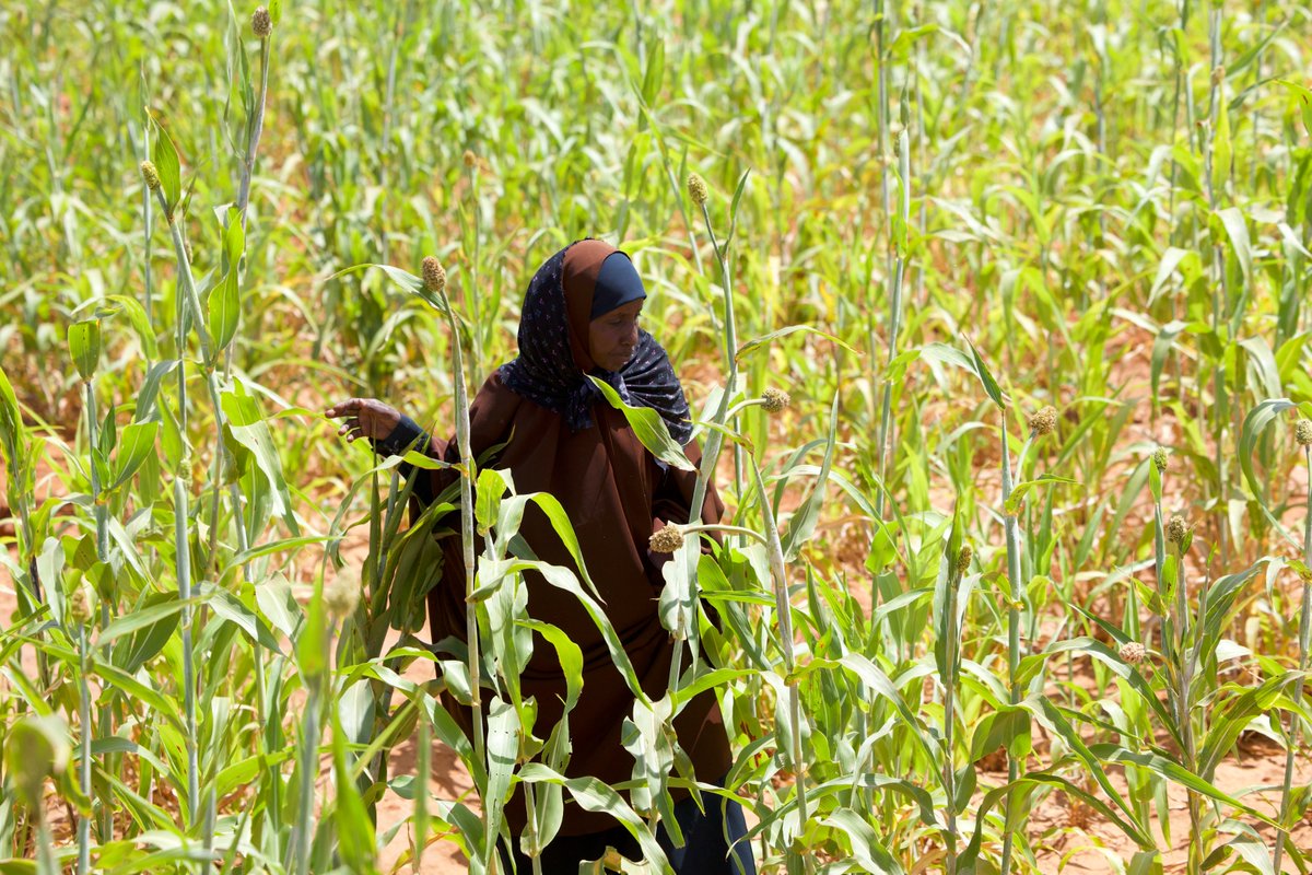 WV Somali tweet media