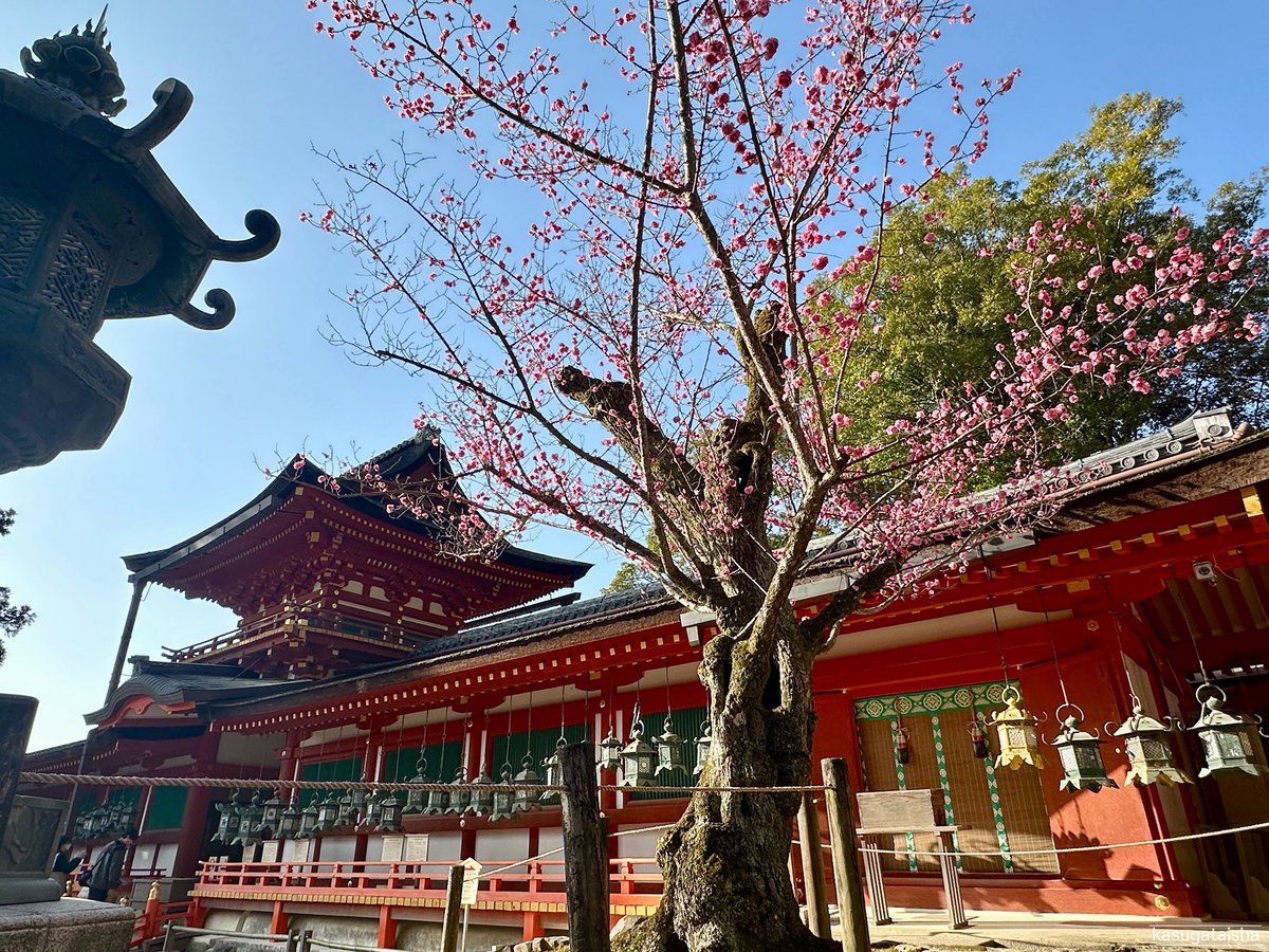 KASUGASHRINE's tweet photo. 中門・御廊前の紅梅、満開です

#春日大社 #奈良 #梅の花 https://t.co/RuLCb6NOvX