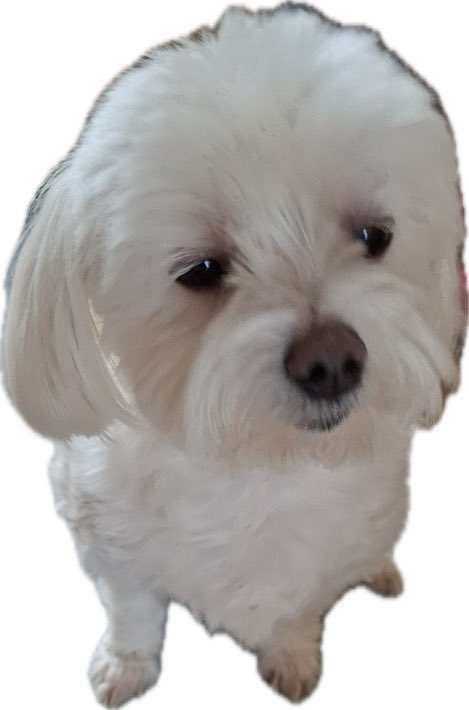 YoonsikM's tweet photo. 멍레즈미 후기
우리강아지 택배까자마자 무서워서 울었음..
엄마한테 나 겁나 혼남..
(집더러워서 누끼땄어요..) https://t.co/eWukrK6X9Y