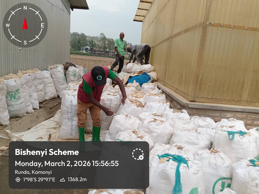The Operation and Management of Irrigation Schemes (OMIS) Project, implemented in partnership with Rwanda Agriculture Board, continues to work closely with farmers in <a href="/RwandaSouth/">Southern Province | Rwanda</a> and <a href="/RwandaWest/">Western Province I Rwanda</a> to promote Good Agricultural Practices (GAP), strengthen the agri-food system, and