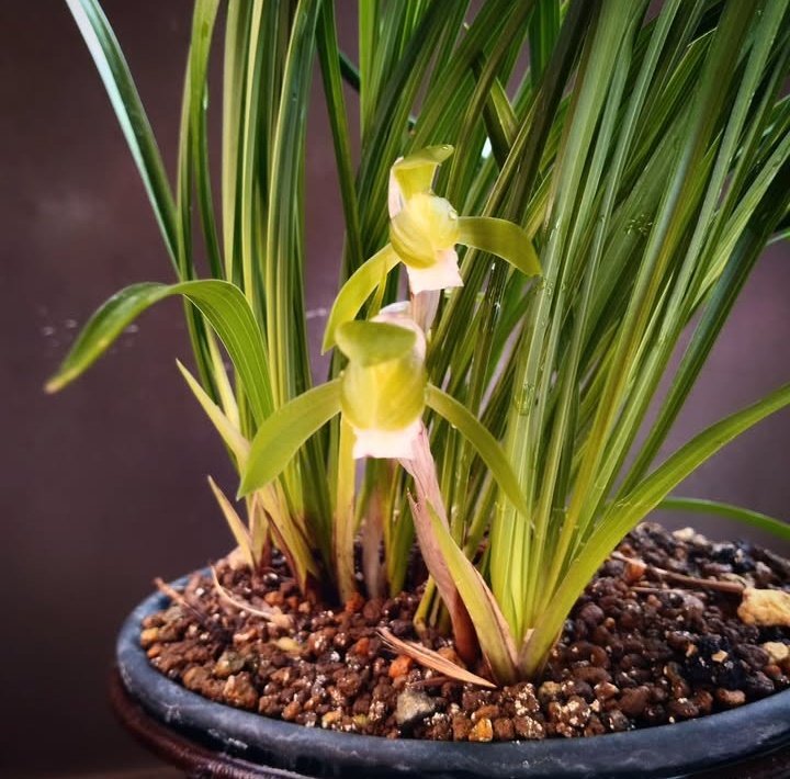 春蘭(シュンラン) / Cymbidium goeringii】 春蘭の花が開花