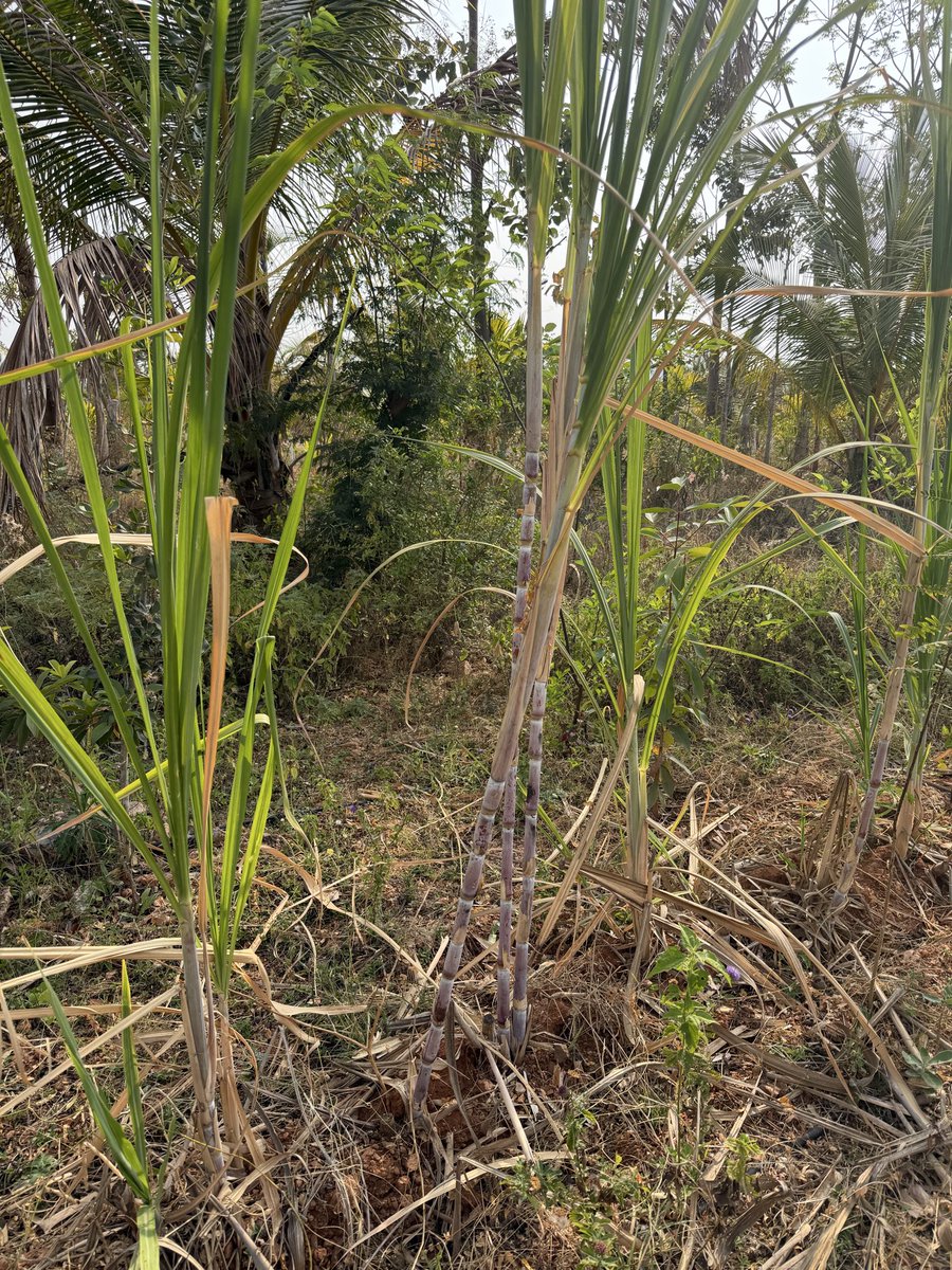 hpnadig's tweet image. Sugarcane, just for our own use. 

Thrives easy on black soil or burnt soil, low fuss in permaculture. #FarmLife #Sugarcane