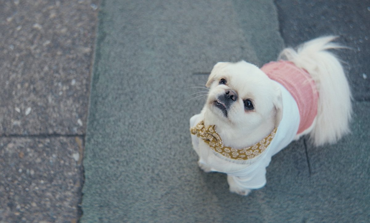 「犬も歩けば」　犬と人の人情ドラマ tweet media