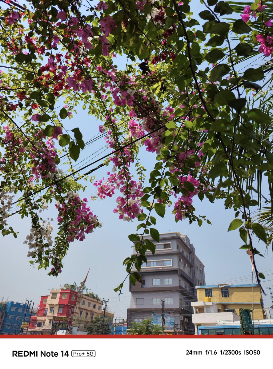 im_manojit04's tweet photo. Arrival of Vibrant Spring 🏵️ ✨ 

#redminote14pro #springseason
#Bougainvillea

@s_anuj @Snapdragon_IN
@CeliaKayo @atytse @leijun @sandeep9sarma
@WilliamLuXiaomi @Huilgol
@manish_lenswork @pixelwithme
@xfckolkata @Iamnil7 https://t.co/XyTEbCxYIn