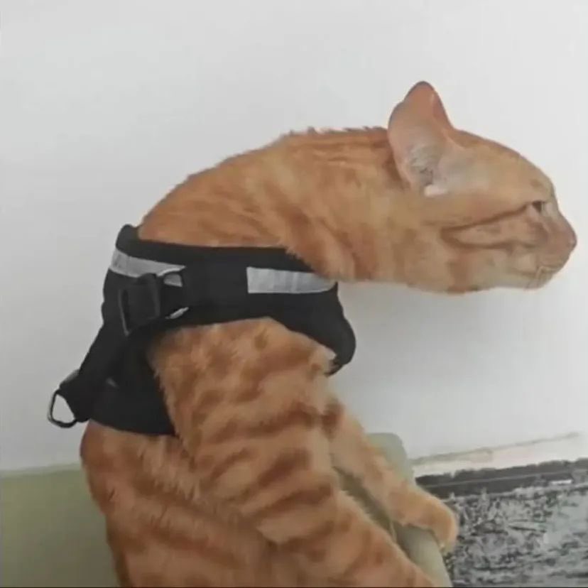 "i starve to be prettier" i say as this is my friggin posture are we fr