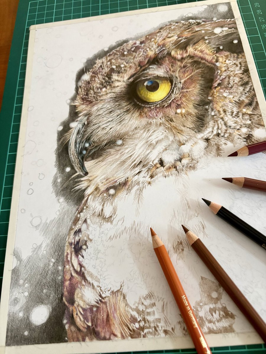 次はフクロウ🦉 なかなか進まず気が遠くなる😵‍💫 #色鉛筆画