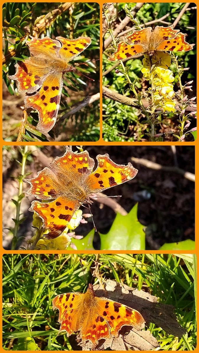 s4r4h_l's tweet photo. #InsectThursday Did I mention I saw my first #butterflies of 2026 yesterday? 😍🎉🦋 Absolutely thrilled to see two #commas sunbathing and feeding on mahonia. Such a delight to see, hopefully the first of many for me. #Lancashire @savebutterflies #vitaminN https://t.co/JvC7I2FTkv