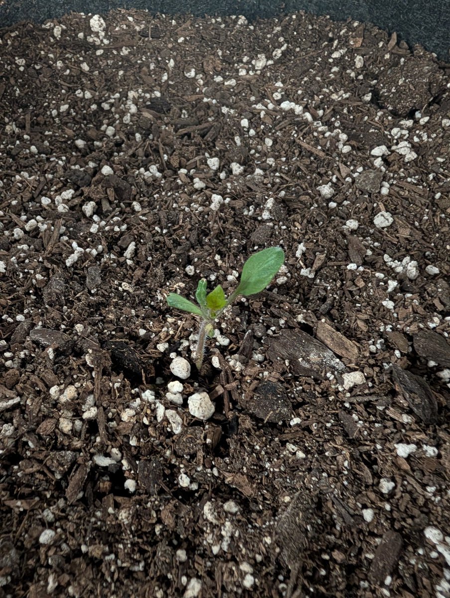 Martin_DeVido tweet media