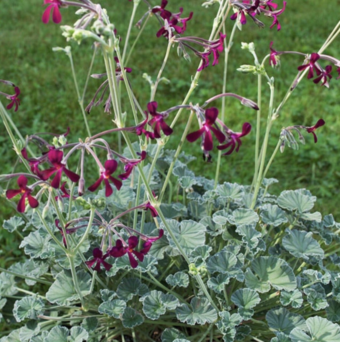 𝗢𝗨𝗧 𝗡𝗢𝗪

Minister Willie Aucamp has published the Revised Biodiversity Management Plan for Pelargonium sidoides (African Geranium). 🌿

The plan aims to ensure long-term survival in the wild while supporting sustainable commercial use. 🇿🇦
#Biodiversity #DFFE #Sustainability