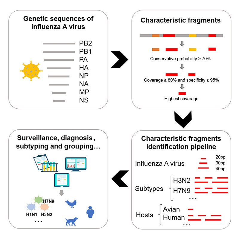 DIT_Journal's tweet photo. Genome-wide analysis identifies conserved and subtype-specific influenza A fragments enabling rapid detection, accurate typing, and improved molecular surveillance.