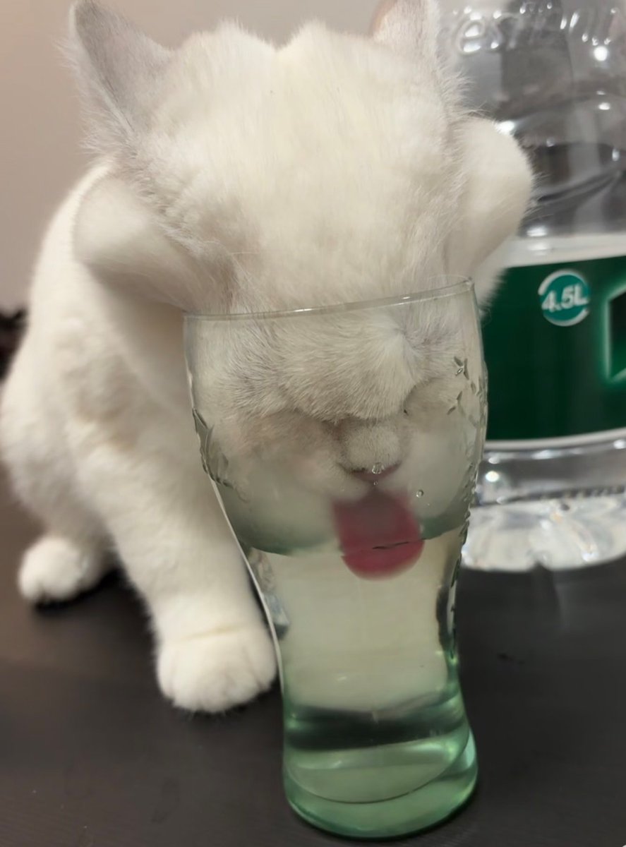 LLjLK3's tweet photo. This cat is really fighting for water! https://t.co/DhKsHyX9Ep