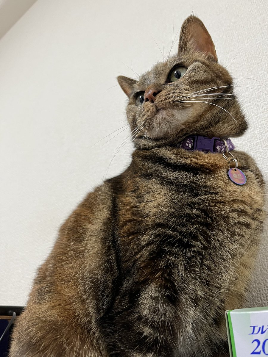 みちる&amp;がいあ。
俊朗。
仙慈朗。
ふう㌧。
猫たちみんな元気です(*´-`)