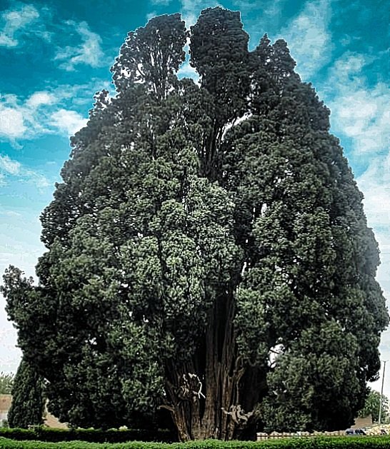 Hace unos 4000 años empezó a crecer un ciprés en Irán. Cuando nació no existían ciudades como Teherán, París o Doha, ni las grandes civilizaciones que hoy asociamos con América. Hoy sigue vivo. Se llama Sarv-e Abarkuh y es uno de los cipreses más antiguos del mundo. Algunos