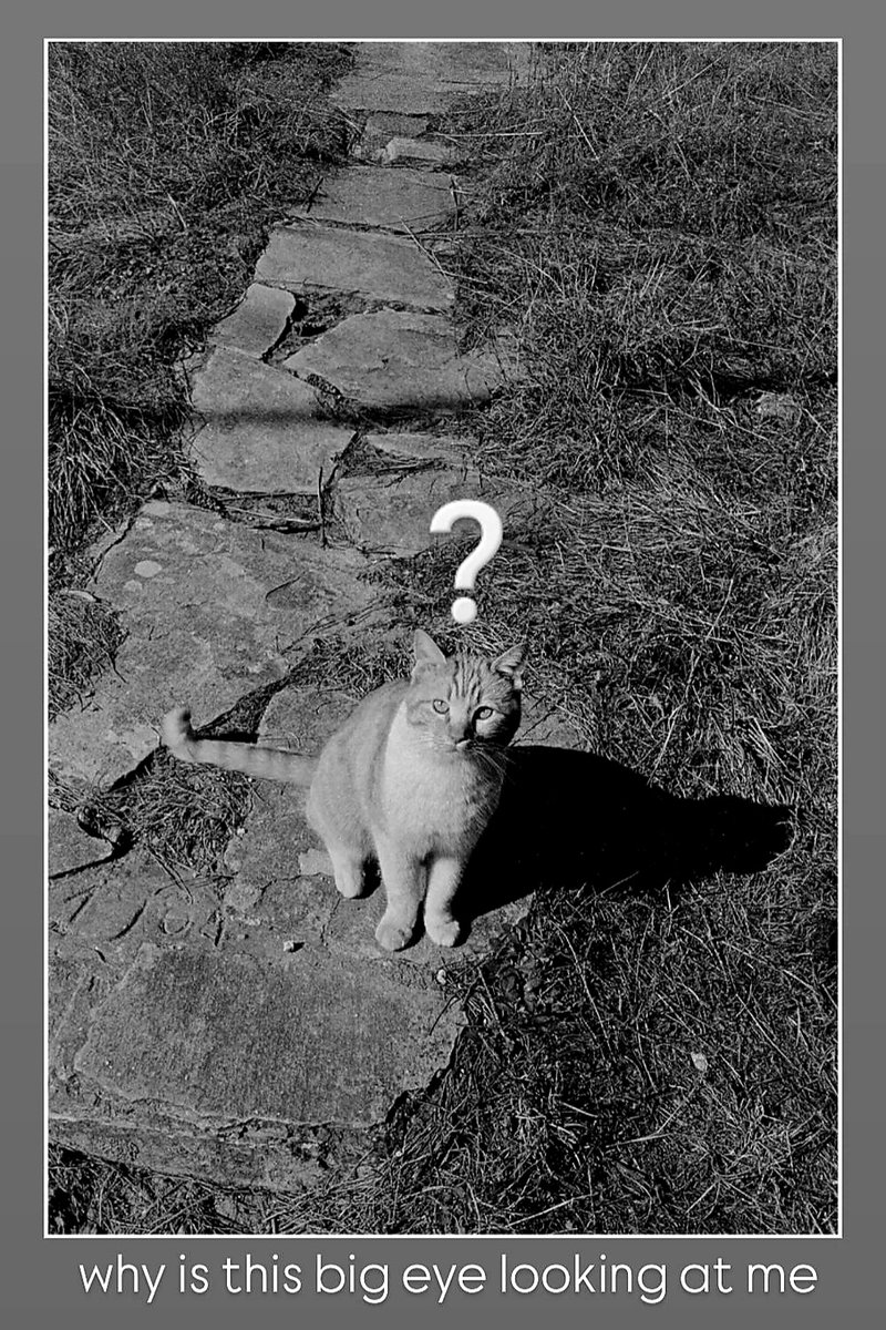 #felidae #feliscatus #cats
📷 👃👁