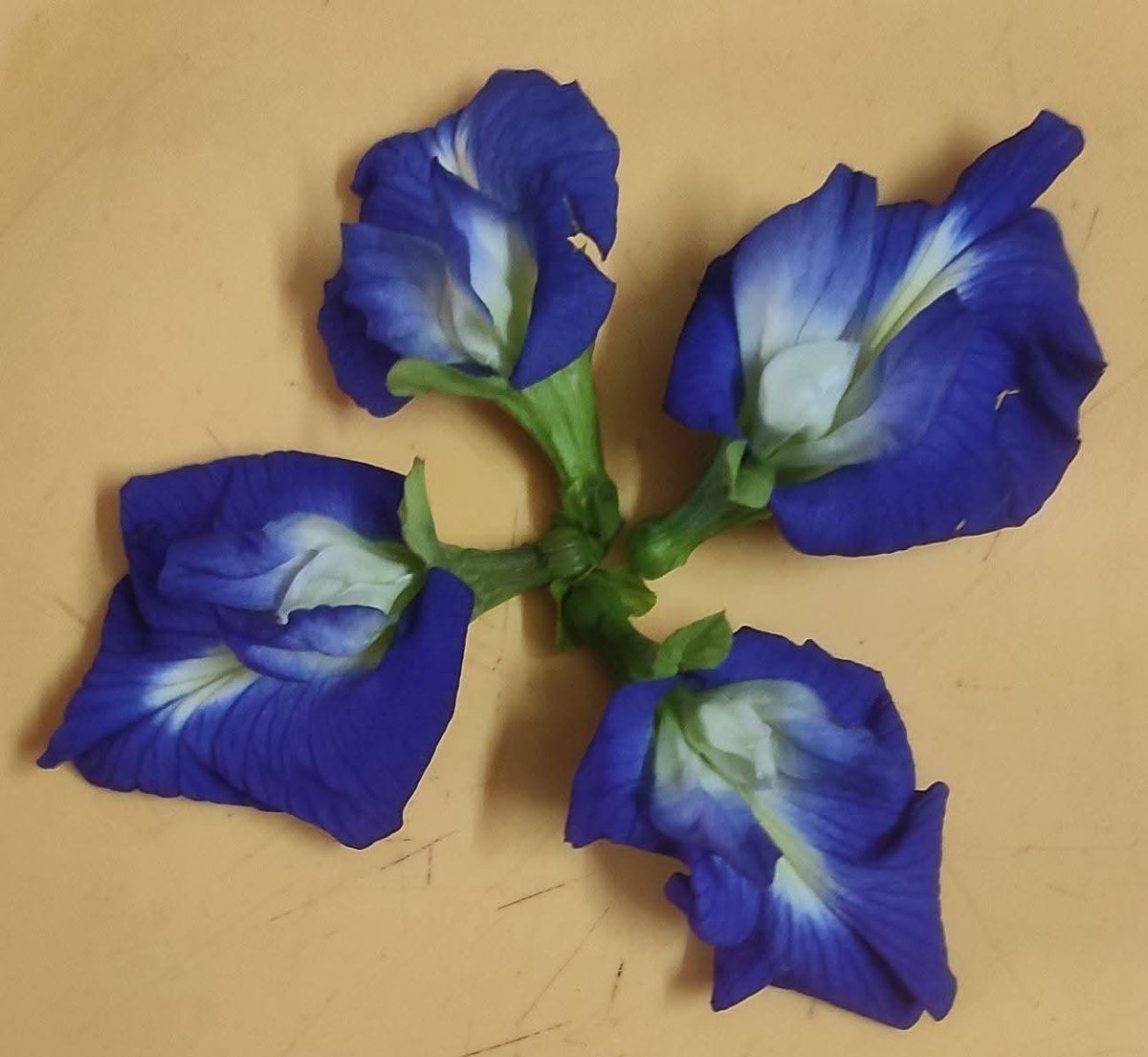 tcs61669096's tweet image. After a three-month #dormancy period (December to February), the #Aparajita plant (commonly known as #Butterfly Pea or Asian #Pigeonwings), is #blooming again.