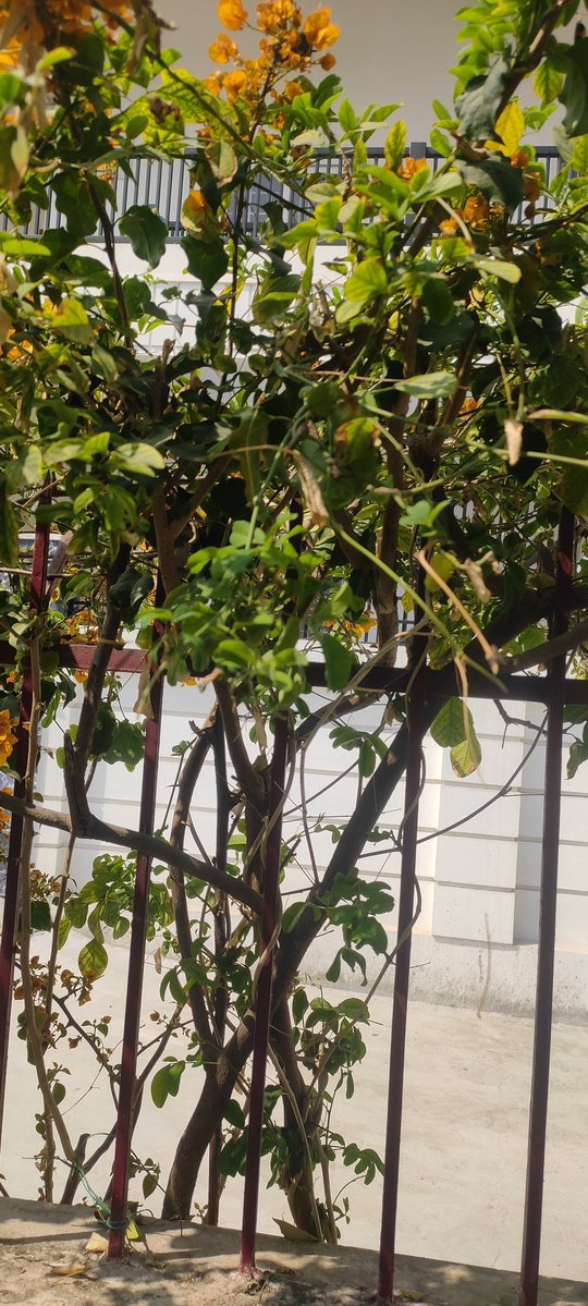 tcs61669096's tweet image. After a three-month #dormancy period (December to February), the #Aparajita plant (commonly known as #Butterfly Pea or Asian #Pigeonwings), is #blooming again.