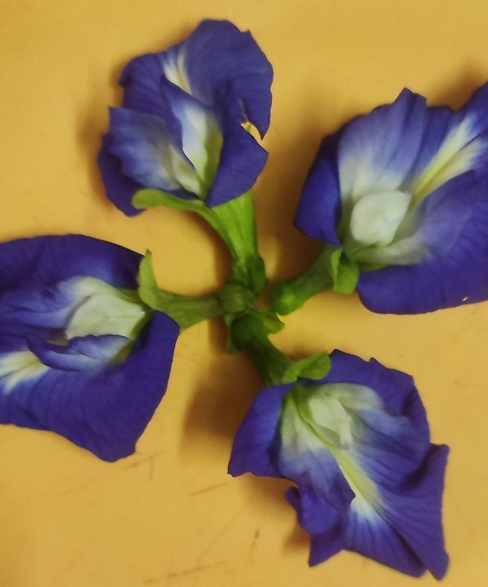 tcs61669096's tweet image. After a three-month #dormancy period (December to February), the #Aparajita plant (commonly known as #Butterfly Pea or Asian #Pigeonwings), is #blooming again.