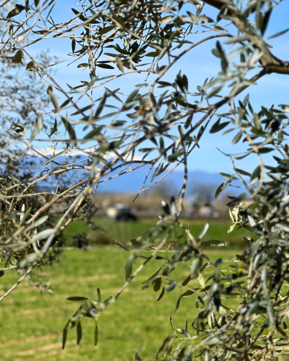 Oli de l'Empordà tweet media