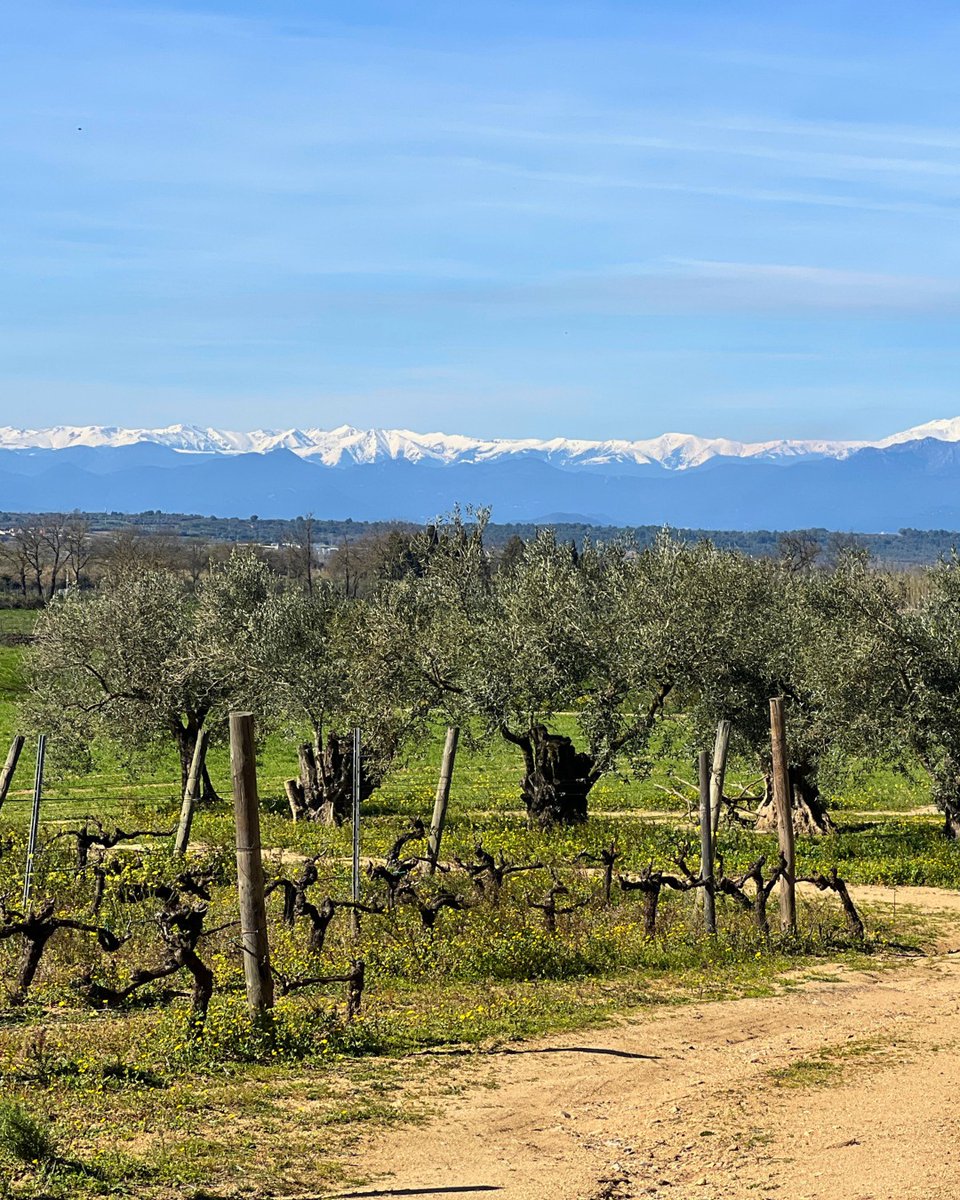 Oli de l'Empordà tweet media