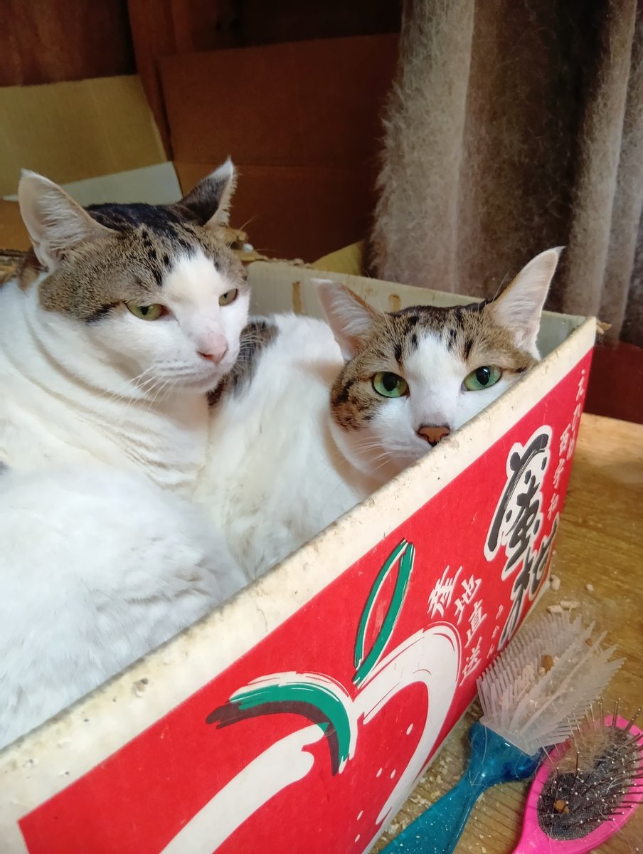 ちび選手 tweet media