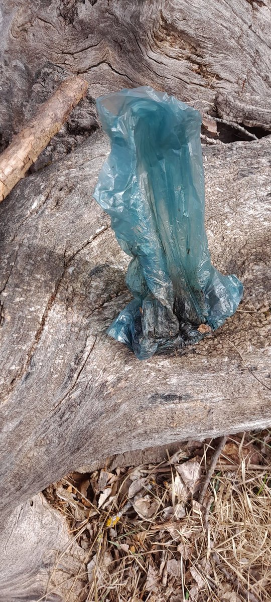 QuimCastello's tweet photo. Si, és una cosa poc polida no recollir les caques de la seva mascota. Poc polit i greu és recollir-les amb una bossa adequada i llençar-la on li plagui, en compta de buscar una paperera o qualsevol altra cosa que no sigui llençar-la on no és propi.
Per exemple: al bosc. https://t.co/9Jp8c0hXuH