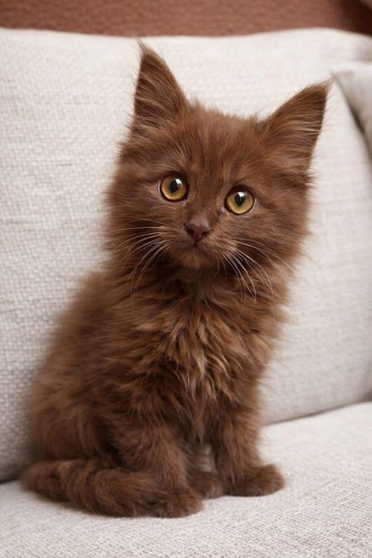 jack wolfe as cats tweet media