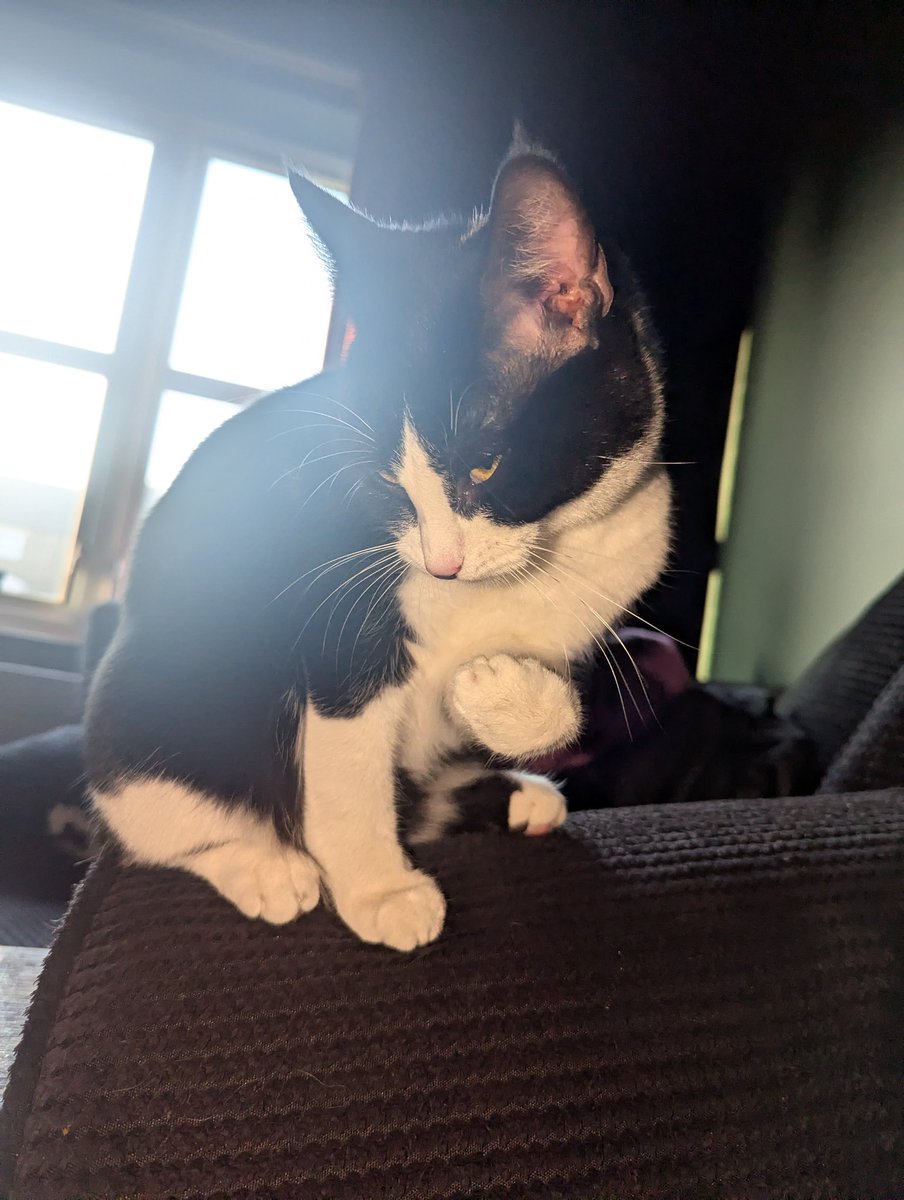 PoisonxDoll's tweet photo. #Cat https://t.co/ke4YNX3RYx