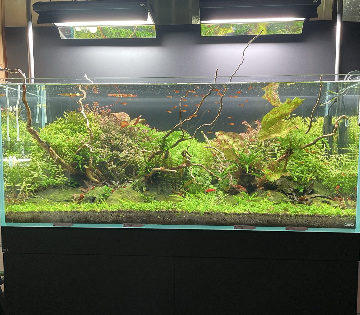 Biokimia362091's tweet photo. 水槽立ち上げから3ヶ月経過しました！

ネイチャーソイルを使用しているので、水草の育ちも良く、トリミングに追われてます😅

これからは、水草の種類やレイアウトを変えながら、ネイチャースティックを使って長期維持を目指します！

#Biokimia #バイオキミア #アクアリウム
#水草 #レイアウト #水槽 https://t.co/aUyAqwoup8