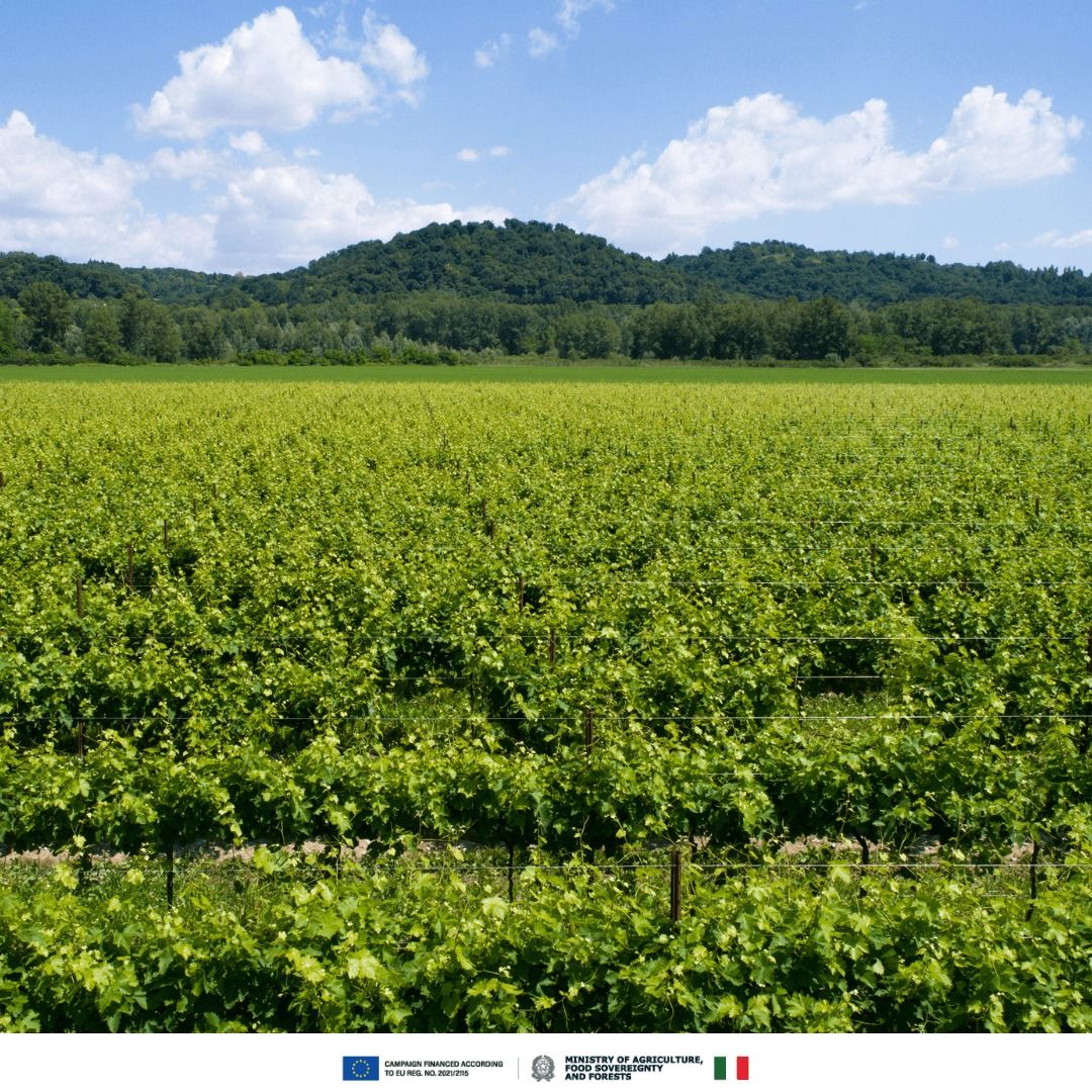 Prosecco DOC tweet media