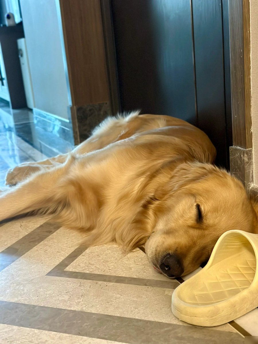 LosGran63470239's tweet image. "Home isn’t a place—it’s the sound of a tail thumping when you walk in  #PetLove #HomeWithPets"