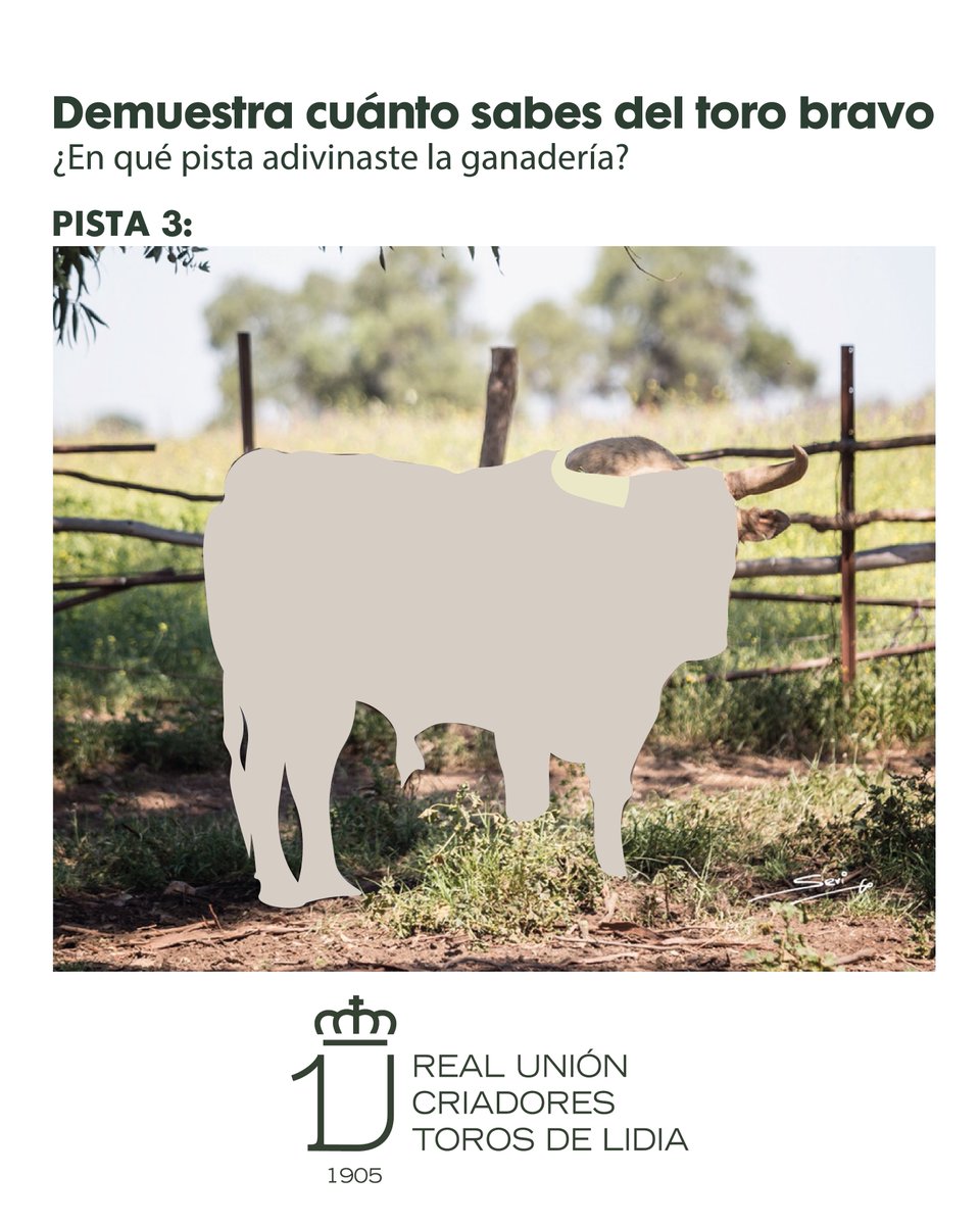 Real Unión de Criadores de Toros de Lidia tweet media
