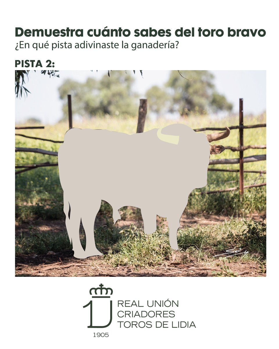 Real Unión de Criadores de Toros de Lidia tweet media