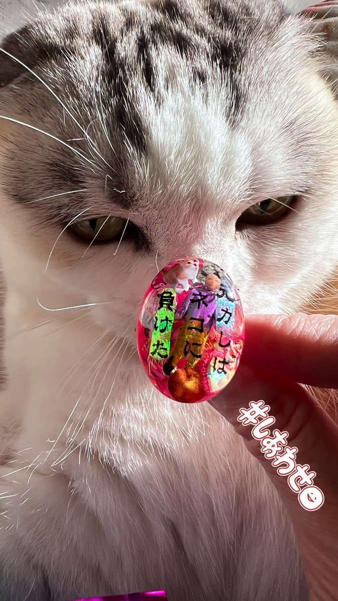 uotomo's tweet photo. 早くも届きました…💖
ありがとうございます❣️

早速 総監督に
チェック頂いております…🐈💨

ネコは最強🐱
素敵すぎる💓

✝️元カレは死んだリング✝️
〜元カレはネコに負けた🐈

#コーポかにみそ 🦀
#サイコノマチコ 👻
#げげたんも居てる 🐈‍⬛ https://t.co/APuab3SaGw