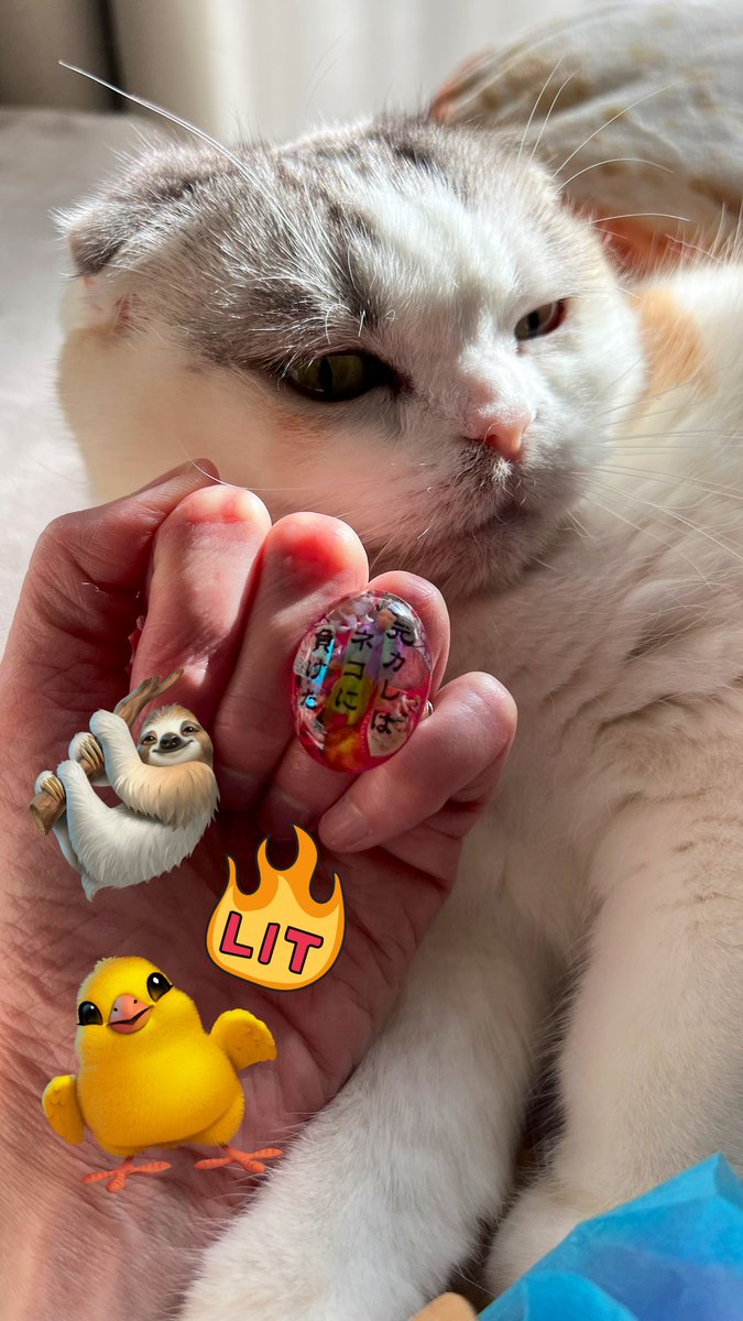 uotomo's tweet photo. 早くも届きました…💖
ありがとうございます❣️

早速 総監督に
チェック頂いております…🐈💨

ネコは最強🐱
素敵すぎる💓

✝️元カレは死んだリング✝️
〜元カレはネコに負けた🐈

#コーポかにみそ 🦀
#サイコノマチコ 👻
#げげたんも居てる 🐈‍⬛ https://t.co/APuab3SaGw