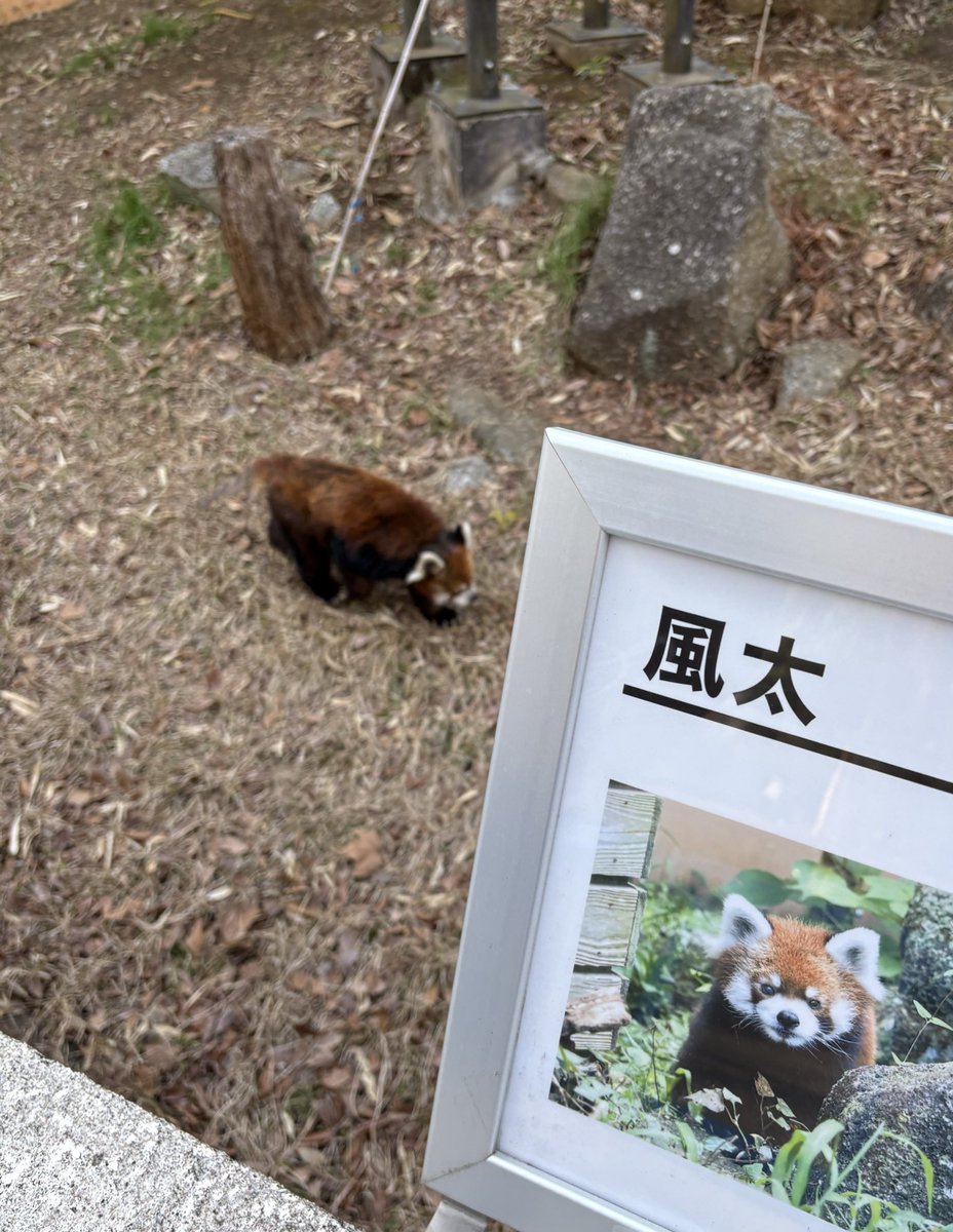 今日広島から風太パイセンに会いに行ってきました。
#風太
 #千葉市動物公園
 #レッサーパンダ