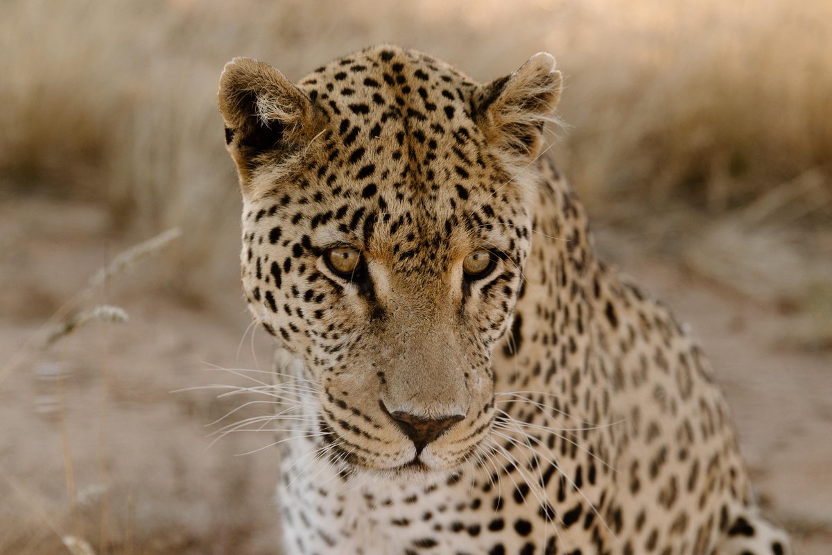 N/a'an ku sê Group of Companies tweet media