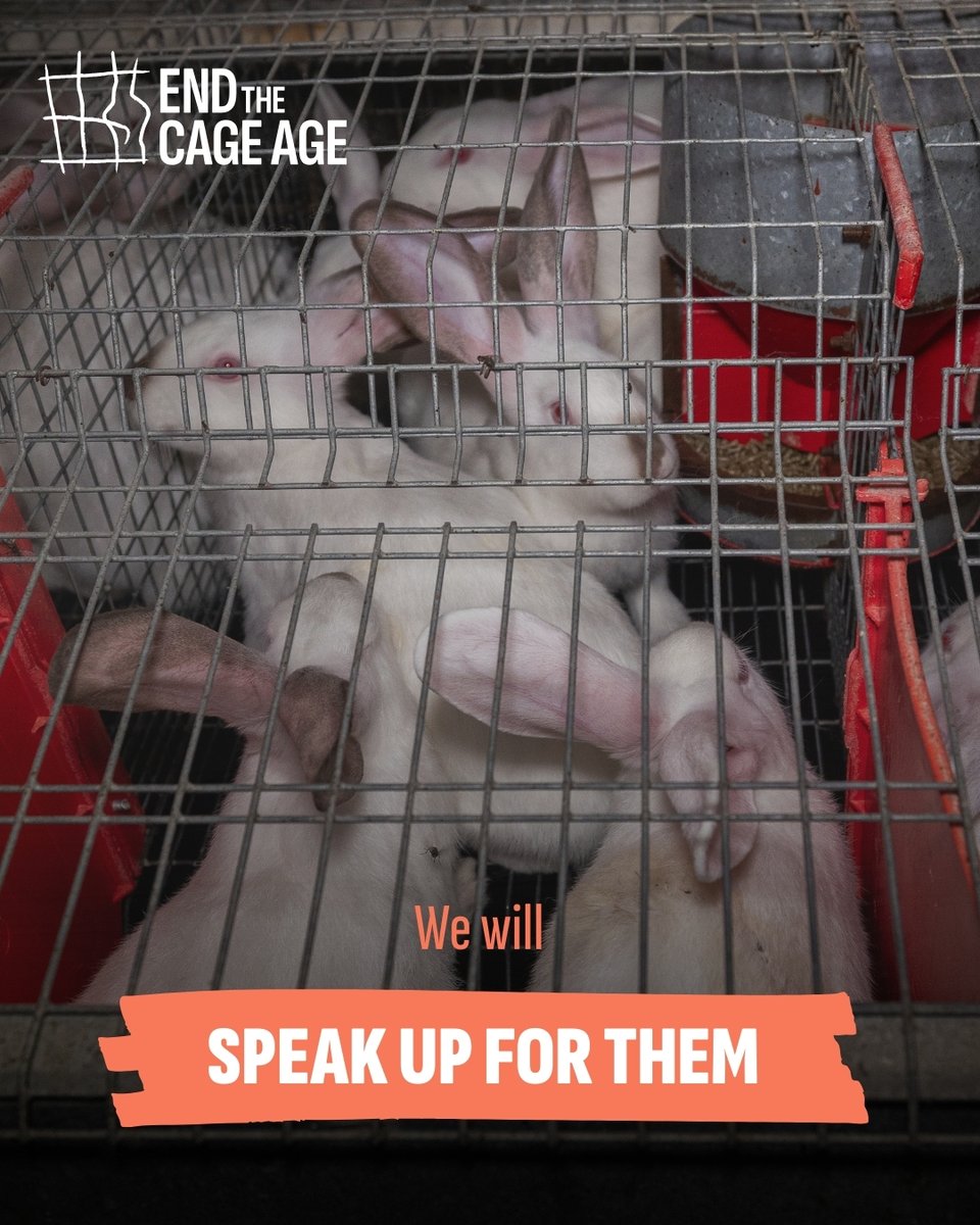 CIWF_Global's tweet photo. Today, the Court of Justice of the European Union is hearing our landmark #EndtheCageAge legal case.
We’ll make sure to raise #OurVoices for millions of caged animals and democracy.
Stay tuned! https://t.co/qOYhZug8OK