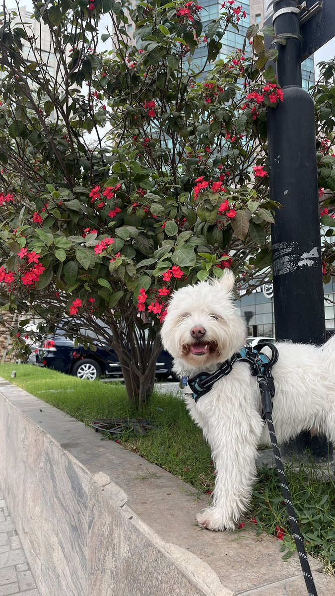 manasva.eth tweet media